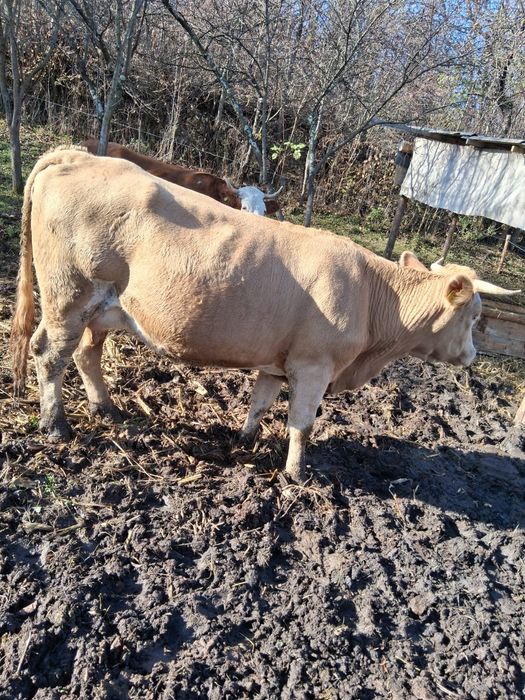 Vacă bălțata românească