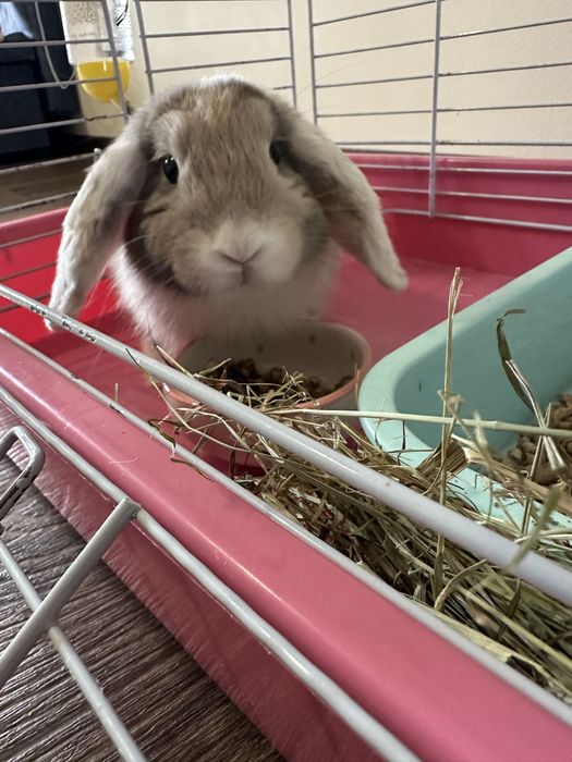 СРОЧНО! Продаю зайчика