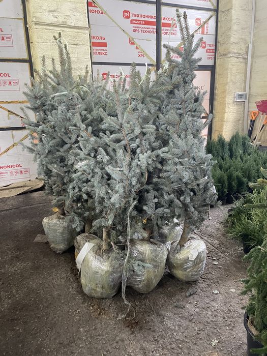 Ель коника, Ель инверса