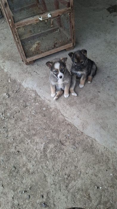 Щенки в добрые руки