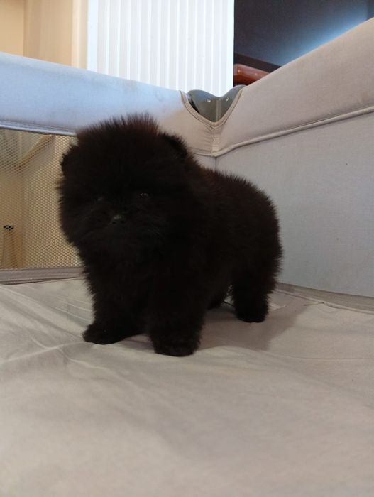 Pomeranian baietel