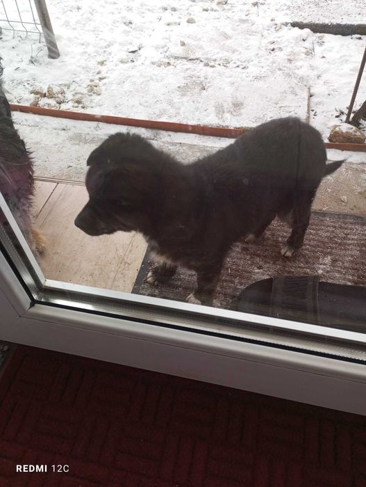 Donez cățeluș talie mică-medie