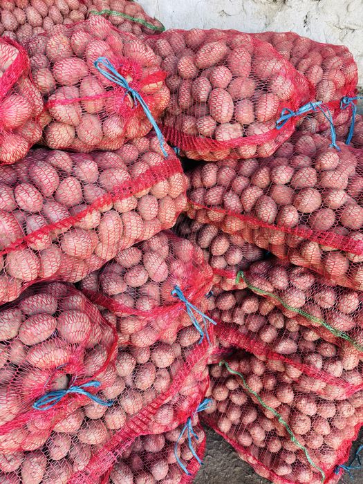 Sămânță cartofi roșii Bellarosa