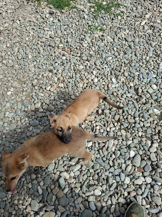 Cățelușe spre adopție