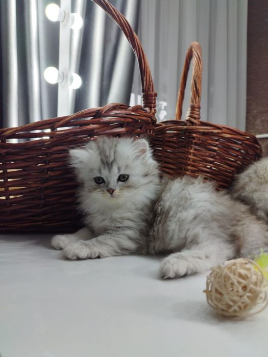 Продаем шотландских котят