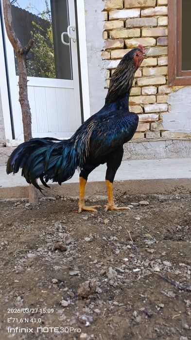 Тульяк кореец сатылады