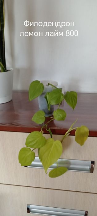 Продам комнатные цветы