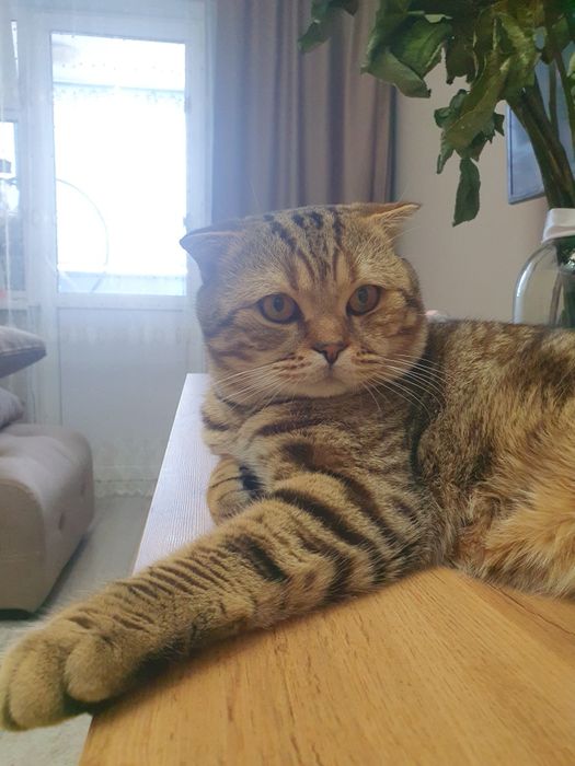 Ищем кошечку для вязки