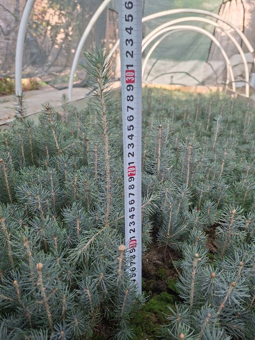 Голубая ель Кук арча