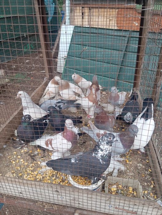 Продам голубей разных