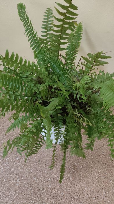 Комнатные цветы, торг уместен