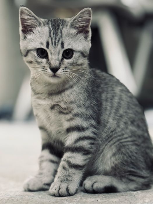 Продою пародистую котенка