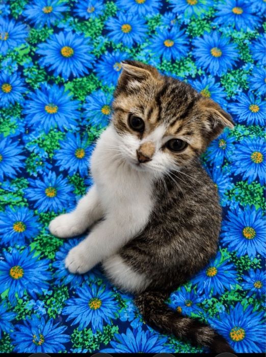 Котенок вислоушка