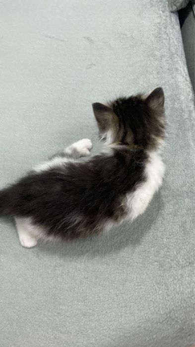 Котенок мальчик отдам