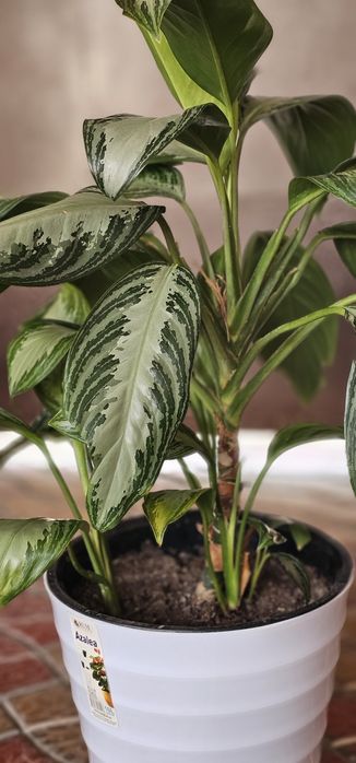 Домашние цветы большие