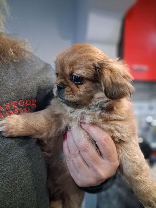 Търсят си нови стопани