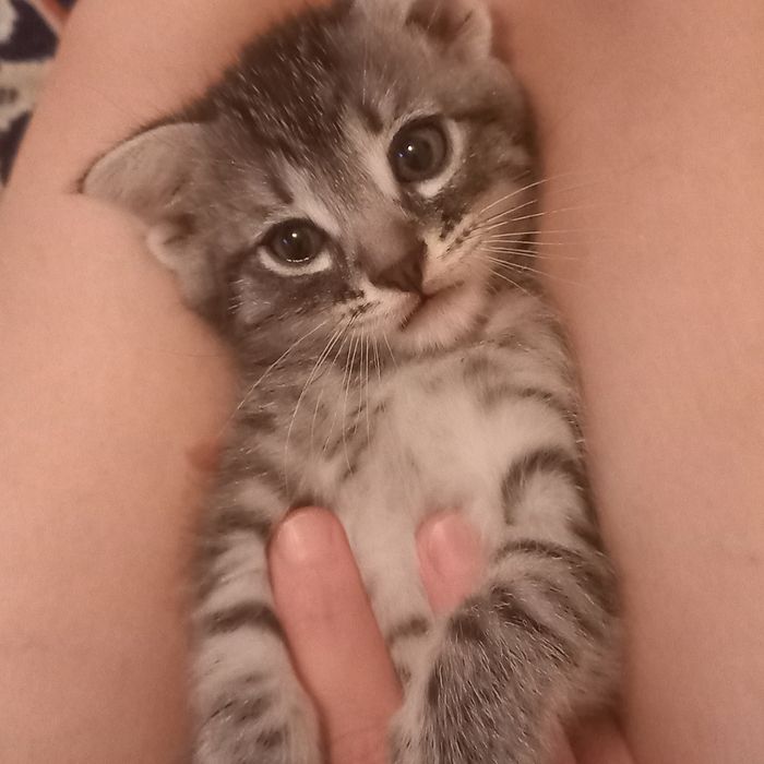 Вислоухие котята 1 мес мальчик и девочка