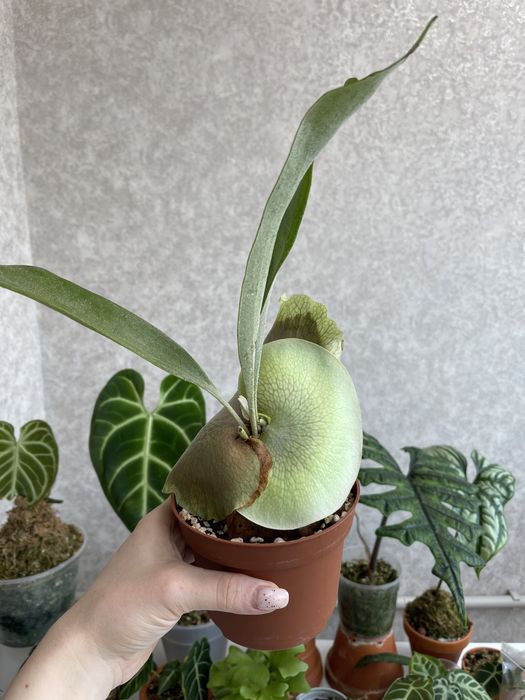 Папоротник платицериум бифуркатум