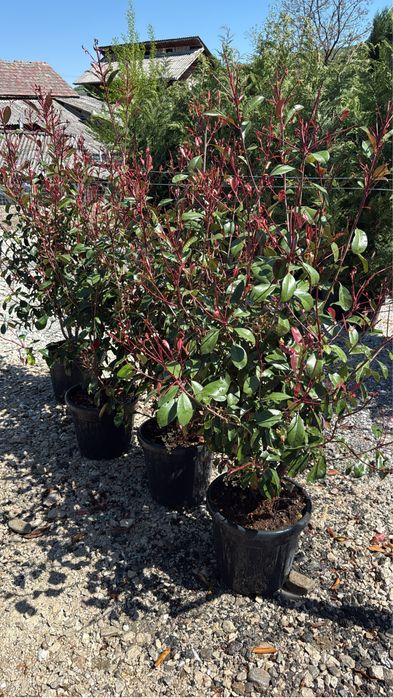 Vand plante ornamentale calitate extra