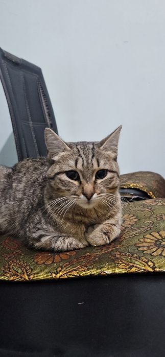 Отдам кошечку в добрые руки
