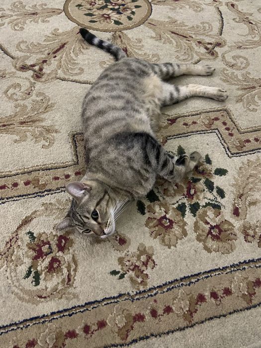 Отдаем кота даром в хорошие руки