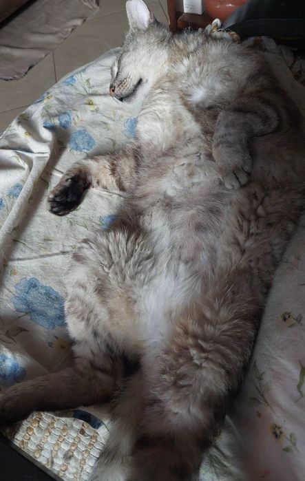 Сив Таби котарак търси дом