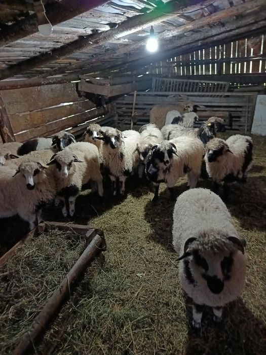 Mieluțe de vânzare.