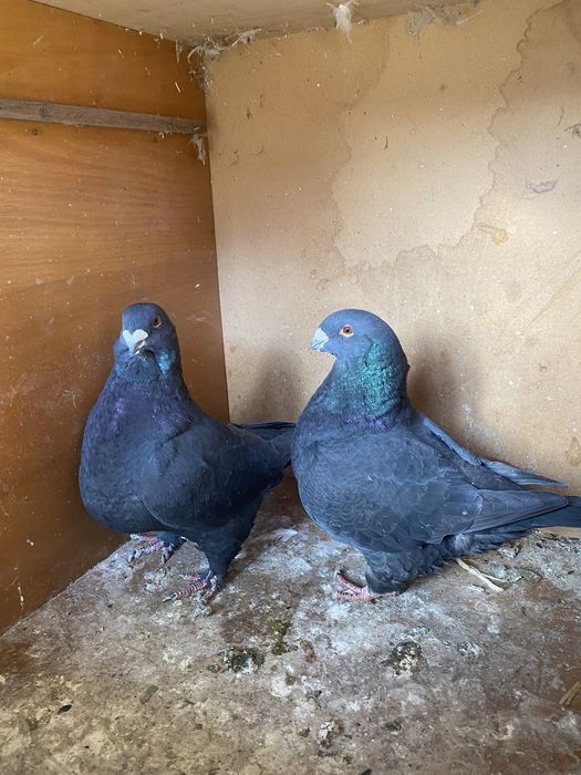 Porumbei standard american