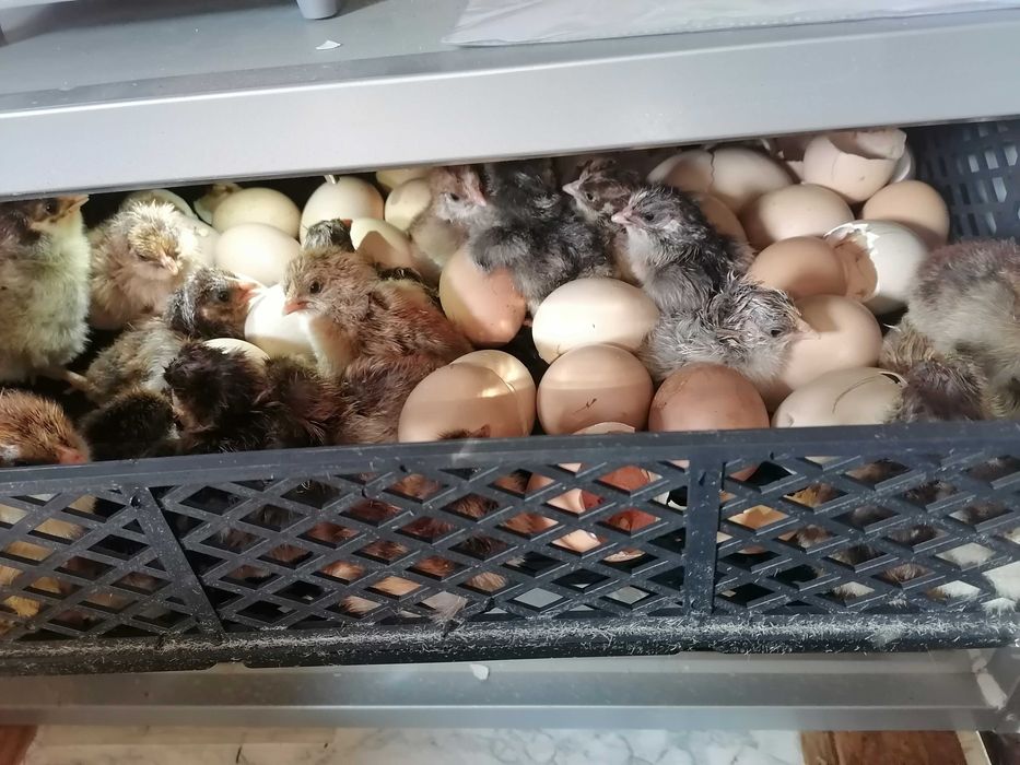 Разплодни яйца от катунски кокошки