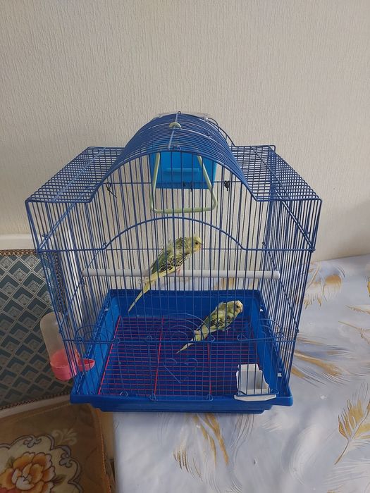 Хогоромы попугай ангелы