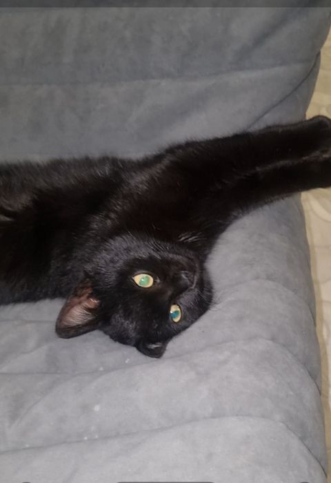 Малыш ищет дом. Доставлю!