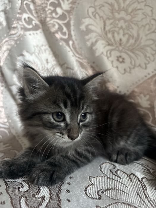 Котенок мальчик