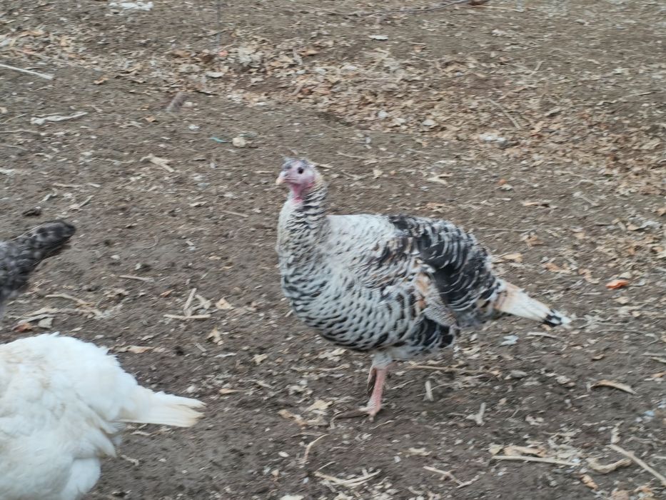 1 қораз, 2 мекен индюки