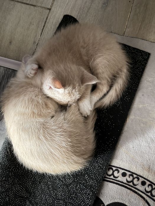 Отдам котят в добрые руки