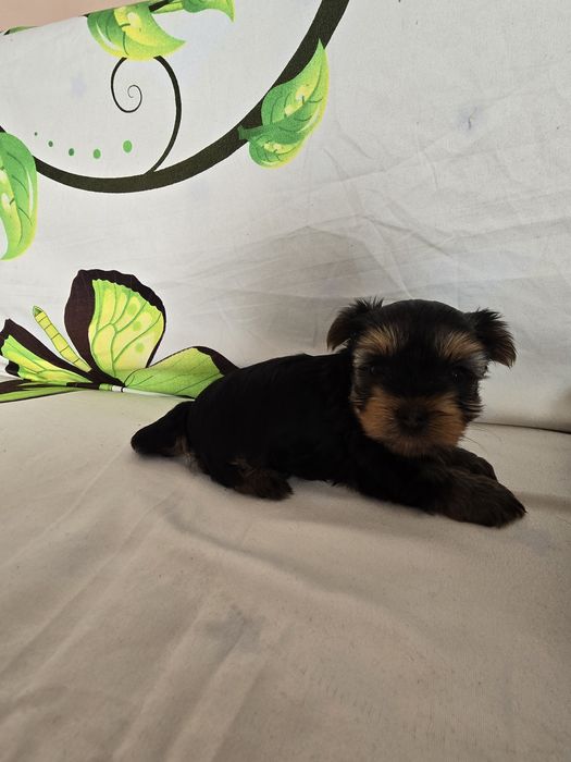 Мини йоркширски териер