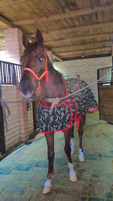 Продам англа араб