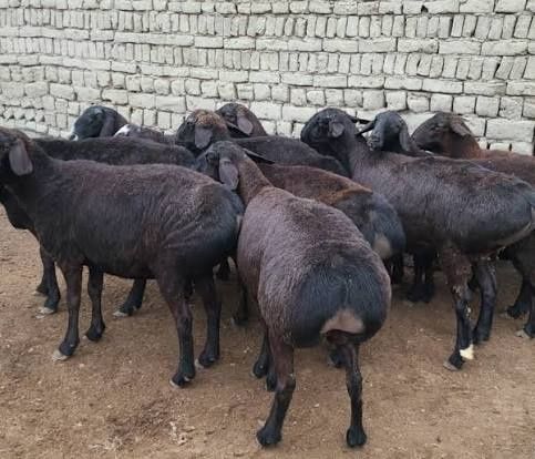 Chorva qo'ylar va qo'zilar