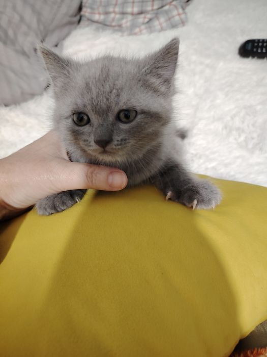 Шотландская кошечка