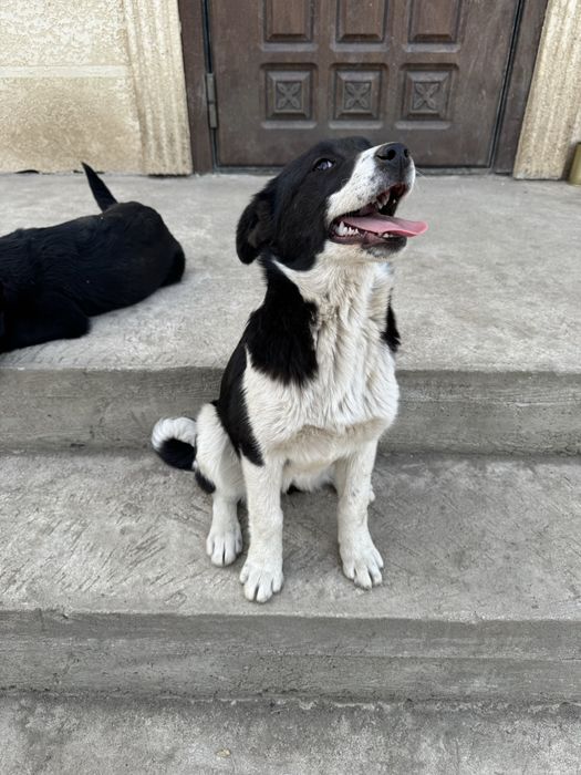 Отдам в добрые руки