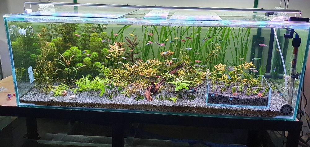 Акаариумные растение