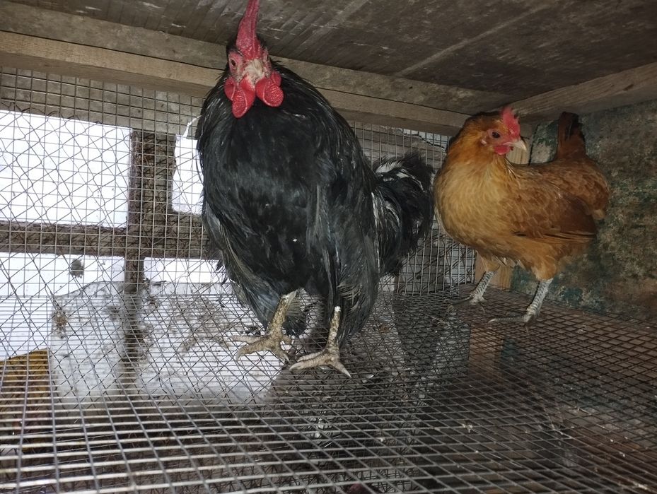 Бентамки парами на продажу!