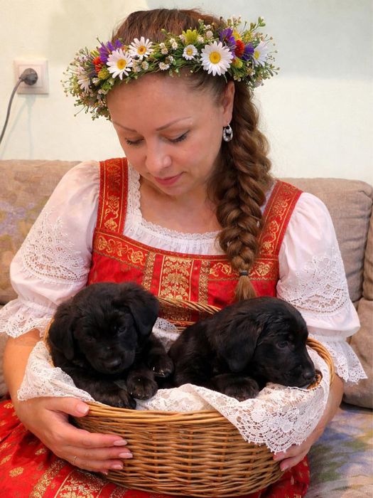 Щенкок 1 месяц (девочка) с отличной гинетикой