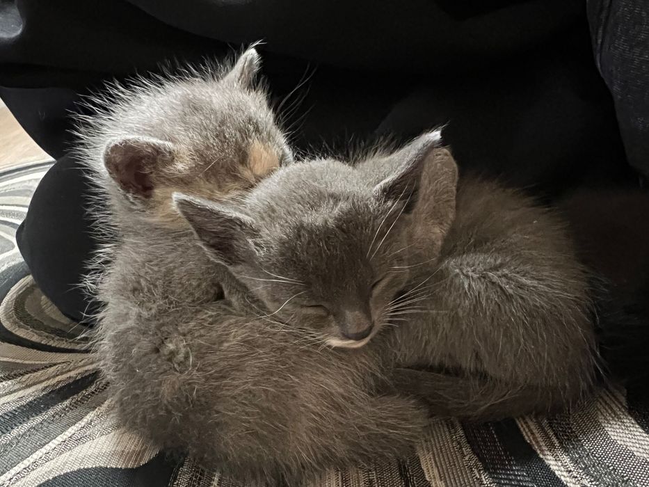 Котята 1 месяц ищут дом
