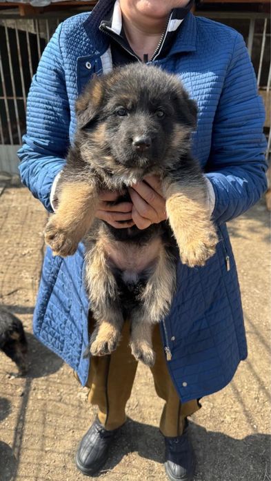 Немецкие овчарки