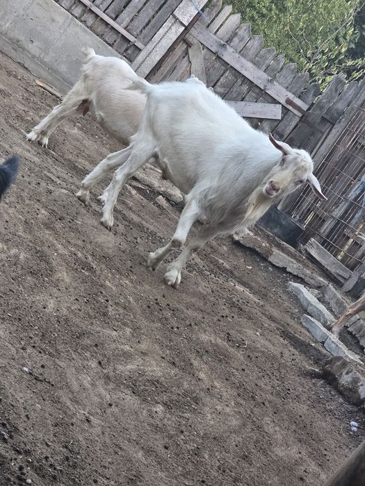 Vând  Țap Saanen
