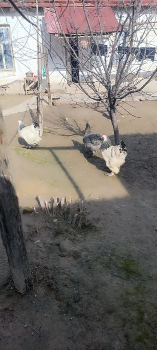 Хурозлар ва Брама товуқлар сотиладилади