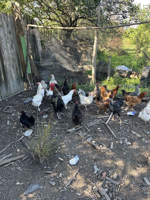 Vand gaini diferite rase