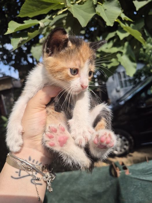 Adopție pui pisică