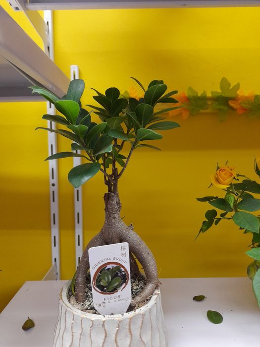 Букети и цветя в саксия за вашия дом и празник