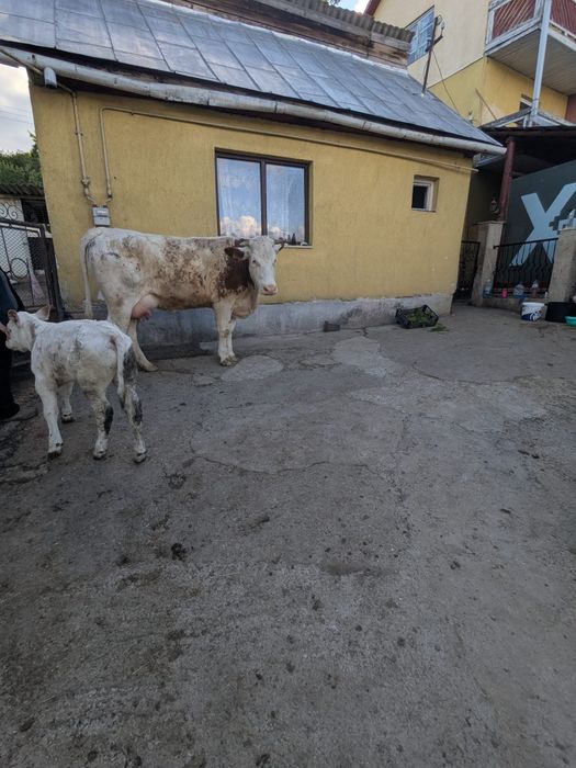 Juninca la prima fatare